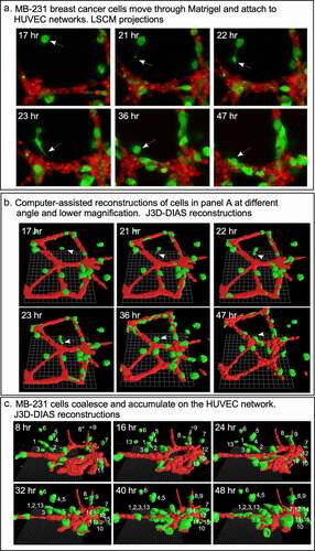 Figure 4. MB-231 cells (green) in proximity of a HUVEC network (red) accumulate over time on the network. (a) LSCM projections viewed from on top. (b) J3D-DIAS reconstruction viewed from on top. Arrow points to a cell moving onto a HUVEC network. (c) J3D-DIAS reconstruction from a side angle. In panel C, cells are numbered to follow their trajectory over time