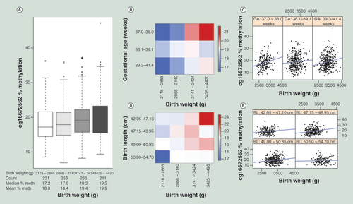 Figure 1.  Association between percentage methylation at cg16672562 and birth weight. (A) Box plot of birth weight (horizontal axis) binned into four bins of equal numbers of unique values, against % methylation at cg16672562 (vertical axis). Number of individual data points, median and mean % methylation of each bin is displayed in the table below the horizontal axis. (B) Heatmap displaying % methylation at cg16672562, maximum, medium and minimum methylation are shown in red, white and blue, respectively. Subjects are split by binned (four bins of equal number of unique values) birth weight (horizontal axis) and binned (four bins of equal number of unique values, last two bins are combined as there are few observations in the last bin) gestational age (vertical axis). The progression from blue to red (low to high methylation) as birth weight increases (left to right) is visible in each gestational age bin (top to bottom). (C) Scatter plots of birth weight (horizontal axis) against % methylation at cg16672562 (vertical axis), each panel displays data for binned gestational ages (four bins of equal number of unique values, last two bins are combined as there are few observations in the last bin), ranges for each bin are displayed in panel headers. (D) Heatmap displaying % methylation at cg16672562, maximum, medium and minimum methylation are shown in red, white and blue, respectively. Subjects are split by binned (four bins of equal number of unique values) birth weight (horizontal axis) and binned (four bins of equal number of unique values) birth length (vertical axis). The progression from blue to red (low to high methylation) as birth weight increases (left to right) is visible in each birth length bin (top to bottom). (E) Scatter plots of birth weight (horizontal axis) against % methylation at cg16672562 (vertical axis), each panel displays data for binned (four bins of equal number of unique values) birth length, ranges for each bin are displayed in panel headers.