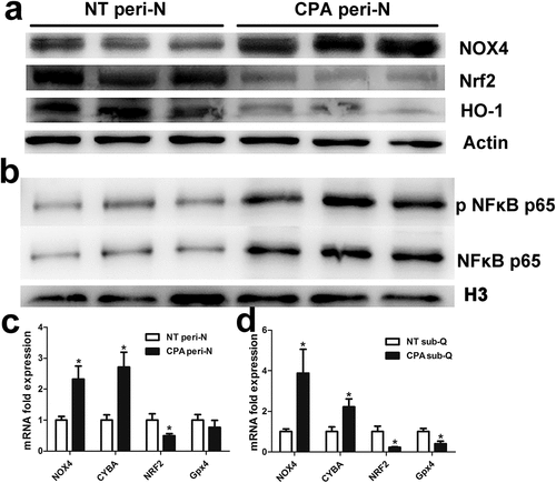 Figure 4. Increased oxidative stress in peri-N from patients with CPA.