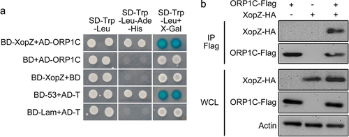 Figure 2. XopZ specifically bind to ORP1C in yeast and rice cells. (a) Y2H assay identifying the interaction between XopZ and ORP1C in yeast cells. The transformant expressing BD-53 and AD-T was used as a positive control. The transformants expressing BD-Lam and AD-T, BD-XopZ and empty AD, empty BD and AD-ORP1C were used as negative controls. (b) Co-IP assays identifying the interaction between XopZ and ORP1C in rice protoplasts. Whole-cell lysates (WCL) of rice protoplasts transformed with different plasmid combinations were prepared and analyzed by immunoblotting with marked antibodies, Co-IP was conducted with the Flag antibody (IP Flag) and the interaction was further analyzed by immunoblotting with Flag or HA antibodies.