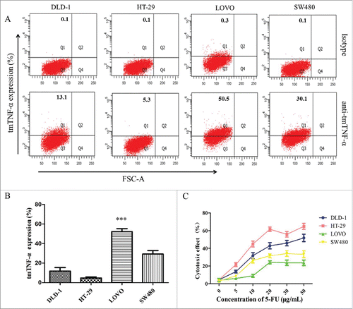 Figure 4. TmTNF-α expression and the cytotoxic effect of 5-FU to human colon cancer cell lines. (A) the tmTNF-α McAb was used in FACS to detect tmTNF-α expression in different colon cancer cell lines (DLD-1, HT-29, LOVO, SW480), and a mouse anti-human IgG McAb served as the isotype. (B) the ratio of tmTNF-α expression was analyzed for each cell line. (C) the cytotoxic effect of chemotherapy drugs 5-FU on human colon cancer cell lines with different doses for 48 hours, and the cell viability was detected by CCK-8 assay. The data represent the mean ± SD of 3 independent experiments. ***, p < 0.001, versus control group.