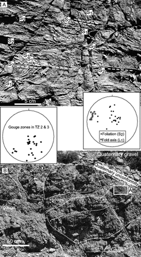 Figure 8  Structure of greenschist facies schist (TZ 3) outcrop at Manuherikia flats. A, Foliation S1 is folded, and an incipient fold axial surface foliation (S2) dominates the fabric. Both foliations are accentuated by millimetre-scale quartz veins. Inset stereonet shows orientations of fold axes (squares) and poles to S2 foliation. B, Strongly brecciated and gouge-filled zones cut the outcrop between more intact schist blocks. Location of intact schist in A is indicated with a white box. Inset stereonet shows poles to gouge zones in the boundary between TZ 3 and TZ 2B schists.