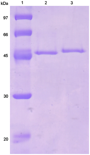 Fig. 6. SDS-PAGE of purified EfEG1 and EfEG2.
