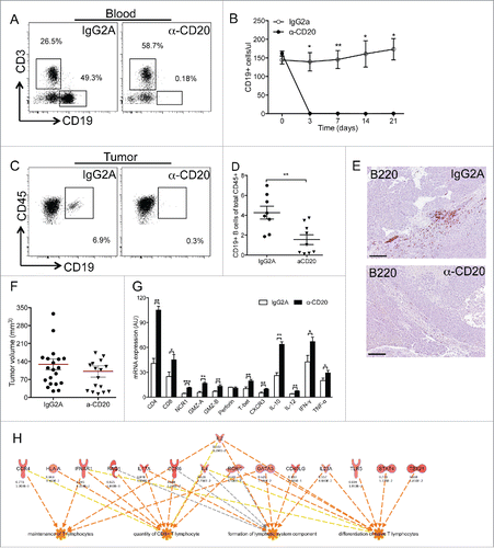 Figure 6. Targeting tumor-infiltrating Bcells unleashes immune response in murine PDAC. (A–F) Depletion of B cells by an anti-CD20 antibody in a murine implantable PDAC model. Mice were orthotopically injected with the PDAC cell line Panc02 and administered either irrelevant antibody (IgG2A) or α-CD20 on day 3 post injection. (A) Exemplificative facs plot showing depletion of circulating blood CD19+ B cells. (B) B-cell depletion started at day 3 and lasted until the end of the experiment. One independent experiment repeated three times is shown (n = 3 mice, IgG2A; n = 4 mice α-CD20; bars represent SEM; *:p < 0.05; **:p < 0.01). (C) Exemplificative facs plot showing depletion of tumor infiltrating CD19+ B cells. (D) Percentage of CD19+ B cells infiltrating PDAC tumors is reduced by α-CD20 treatment. One exemplificative of three experiments performed is shown (n = 8 mice, IgG2A; n = 9 mice α-CD20; bars represent SEM; p = 0.004 by Students' t test). (E) Immunohistochemical evaluation of B cells in PDAC. Representative pictures showing reduction of B-TILs in the pancreas of α-CD20 treated mice. (F) Tumor growth was slightly but not significantly reduced by α-CD20 treatment. Mean of three independent experiments is shown (n = 20 mice, IgG2A; n = 16 mice α-CD20; bars represent SEM; p = ns by Students' t test). (G–H) Immune signature after α-CD20 treatment. RNA from leukocytes isolated from PDAC of mice treated with IgG2A or α-CD20 shows induction of genes related to T-cell infiltration and activation (G). Systems biology analysis showing the relationship between molecules and biological functions based on the genes modulated after depletion of B cells. The analysis highlights significant activation of biological functions related to lymphoid tissue structure and development, CD8+ T cell infiltration and maintenance and differentiation of T cells (H).