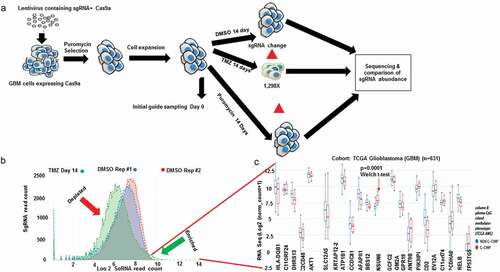 Figure 1. Genome wide CRISPR to reveal genes controlling response to Temozolomide (TMZ).