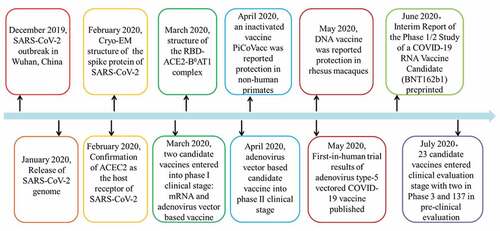 Figure 4. Timeline of the study progress related to the candidate vaccines against SARS-CoV-2