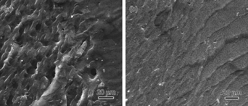 Figure 2. SEM morphology of fracture surfaces of (a) nano-TiO2/acrylic and (b) nano-TiNO2/acrylic.