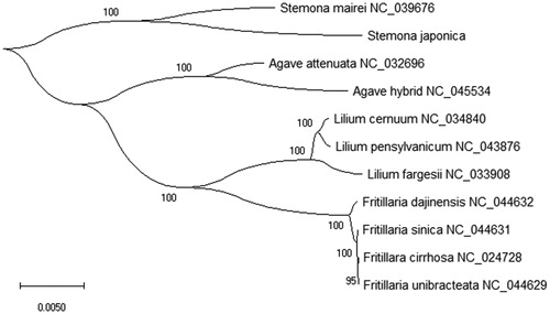 Figure 1. The Neighbor-Joining (NJ) phylogenetic tree based on the chloroplast genome of 10 plant species with Stemona japonica that the bootstrap support values are indicated at the nodes. The analyzed the plants species from NCBI GenBank in the paper.