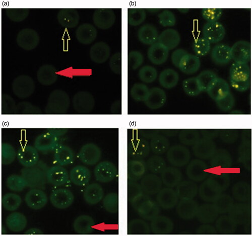 Figure 4. Micronucleus analysis of bone marrow cells in control and treated rats with Ba (b), (Ba + PP) (c), and PP alone (d). A photomicrograph showed normal erythrocytes (solid arrow) and erythrocytes with one or more micronuclei (empty arrow).