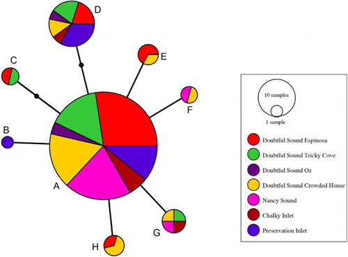 Figure 2 Minimum spanning network for eight snake star COI haplotypes (A–H; Table 1) constructed from sequence data. Black dots on the C and D lineages indicate hypothetical intermediates. Sample size (as assessed by SSCP) is reflected by area of each circle.