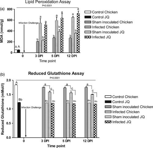 Figure 2. (A) Effects of experimentally induced infectious coryza (Av. paragallinarum serovar A) on lipid peroxidation in chicken and Japanese quail at various intervals. Each data bar represents the mean ± SEM for three birds from the indicated group. Upper case letters indicate a significant difference with respect to naïve control birds of each species; lower case letters indicate a significant difference between groups as determined by Tukey’s multiple comparison tests. The overall significant difference among groups at various time points as analysed by one way ANOVA is indicated as P < .0001. (B) Effects of experimentally induced infectious coryza infection (Av. paragallinarum serovar A) on reduced glutathione levels in chicken and Japanese quail at various intervals. Each data bar represents the mean ± SEM for three birds from the indicated group. Upper case letters indicate significant difference with respect to naïve control birds of each species. Lower case letters with different case indicate a significant difference between groups as determined by Tukey’s multiple comparison tests. The overall significant difference among groups at various time points as analysed by one way ANOVA is indicated as P < .0001.