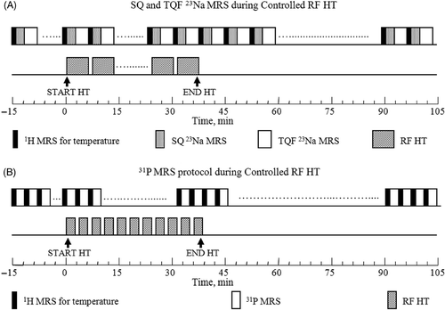 Figure 4. Experimental protocols for (A) SQ and TQF 23Na and (B) 31P MRS data collection during in-magnet controlled RF HT. Separate groups of 9L-gliosarcoma-bearing rats (n = 5) were examined by 23Na and 31P MRS experiments. After collecting eight sets of baseline 1H and 23Na or 31P data, the RF HT was turned on and the tumour was allowed to reach 45°C while continuing the multi-nuclear data acquisition. The RF irradiation was turned off after 30 min of controlled HT at 45°C. The MR data collection was continued for an additional one hour during which time the tumour returned back to the baseline temperature.