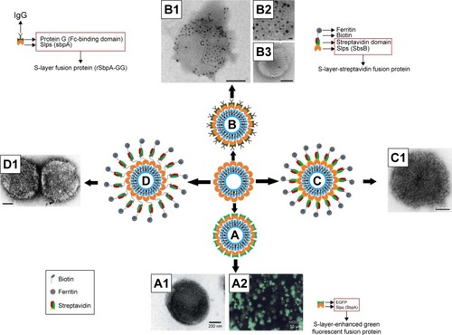 Figure 9 Schematic drawing and TEM images of (A, A1, and A2) rSbpA-EGFP-coated liposomes, (B, B1, B2, and B3) IgG-rSbpA-GG-coated emulsomes, (C and C1) ferritin-rSlp-streptavidin fusion protein-coated liposomes, and (D and D1) ferritin-streptavidin-biotin bridge-Slp-coated liposomes.Notes: TEM images were: (A1 and A2) Copyright ©2004. Portland Press, Ltd. Reproduced from Ilk N, Küpcü S, Moncayo G, et al. A functional chimaeric S-layer-enhanced green fluorescent protein to follow the uptake of S-layer-coated liposomes into eukaryotic cells. Biochem J. 2004;379(Pt 2):441–448.Citation111 (B1–B3) Reproduced from Ücisik MH, Küpcü S, Breitwieser A, Gelbmann N, Schuster B, Sleytr UB. S-layer fusion protein as a tool functionalizing emulsomes and CurcuEmulsomes for antibody binding and targeting. Colloids Surf B Biointerfaces. 2015;128:132–139. Available from: https://www.ncbi.nlm.nih.gov/pmc/articles/PMC4406452/. Creative Commons license and disclaimer available from: http://creativecommons.org/licenses/by/4.0/legalcode.Citation137 (C1) Adapted with permission from Moll D, Huber C, Schlegel B, Pum D, Sleytr UB, Sara M. S-layer-streptavidin fusion proteins as template for nanopatterned molecular arrays. Proc Natl Acad Sci. 2002;99(23):14646–14651. Copyright (2002) National Academy of Sciences, U.S.A.Citation67 (D1) Reprinted from Biochim ica et Biophysica Acta (BBA) – Biomembranes, 1463(1), Mader C, Küpcü S, Sleytr UB, Sára M, S-layer-coated liposomes as a versatile system for entrapping and binding target molecules, 142–150. Copyright (2000), with permission from Elsevier.Abbreviation: TEM, transmission electron microscopy.