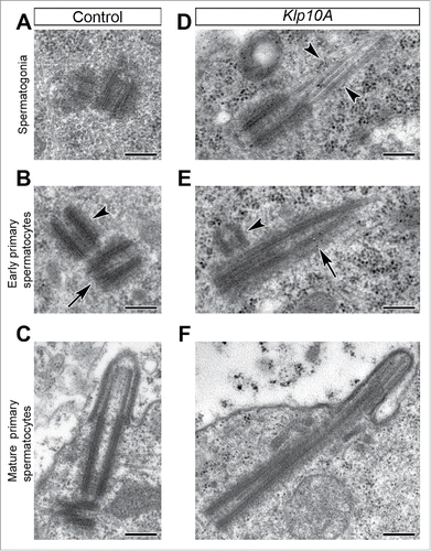 Figure 1. Klp10A loss leads to overly long centrioles. Centrioles in control (A–C) and mutant (D–F) testes. (A–C) Centrioles elongate gradually in control testes and reach the full length at the end of the first prophase when their distal end organizes a cilium-like projection. Mother (B, arrow) and daughter (B, arrowheads) centrioles have the same length in control germ cells. Mutant centrioles are unusually long with blurred distal ends that often prolonged in single or doublet tubules (D,E, arrowheads); the daughter centrioles (E, arrowhead) are shorter than the mothers (E, arrow) and are displaced from the proximal end of the mothers. Scale bars: 250 nm.