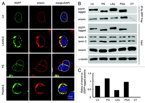 Figure 4. Disrupted emerin localization in cells expressing LAΔNLS or PGΔNLS. (A) Confocal fluorescence images. HeLa cells transiently expressing EGFP-LA, EGFP-PG, EGFP-LAΔNLS or EGFP-PGΔNLS (green) were fixed and stained with anti-emerin (red) at 24 h post transfection. A representative cell under each condition is shown. Scale bar, 10 μm. (B) IP with GFP-Trap®_A beads in the transfected HeLa cells. Un-transfected HeLa cells were used as a control (CT). (C) Relative intensity of emerin to EGFP-tagged proteins in each immunopricipitated sample. Band intensities were analyzed using ImageJ. Relative intensities were presented as the ratio of emerin to EGFP. Two biological duplicates were conducted. A representative experiment was shown.