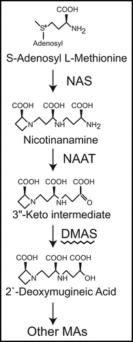 Figure 1 Biosynthetic pathway of mugineic acid family phytosiderophores. Three molecules of S-adenosyl methionine are combined by NA synthase (NAS) to form nicotianamine (NA). The amino group of NA is transferred by NA aminotransferase (NAAT), and the resultant 3″-keto intermediate is reduced to 2′-deoxymugineic acid (DMA) by deoxymugineic acid synthase (DMAS). The subsequent steps differ with the plant species and cultivar.