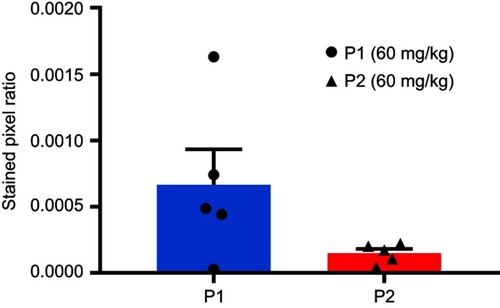 Figure S6 Expression of the NK cell marker NCR1 quantified in P1 NPs and P2 NPs treated tumors. Calculation of the stained pixel ratio was performed as illustrated in Figure S2. Data are shown as mean-stained pixel ratio±SEM (n=5 random regions in each tumor). The difference was not statistically significant
