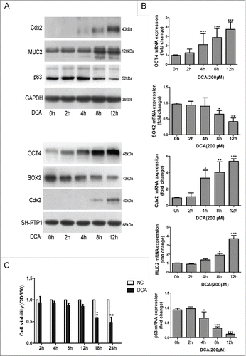 Figure 3. Effect of DCA exposure on OCT4 and SOX2 expression in Het-1AHet-1A cells were treated with 200 μM DCA for 2–12 hours in a pH-neutral medium. Cells were collected for (A) Western Blot utilizing specific antibodies and (B) real-time PCR to analyze the expression of OCT4, Cdx2, MUC2 and P63. (C) Cell viability of Het-1A cells treated with DCA at different time points(2 h, 4 h, 8 h, 12 h, 18 h, 24 h) was analyzed by MTT assay. The results are expressed as the mean ± SEM of 3 experiments. *P < 0.05, **P < 0.01, ***P < 0.001 was the statistically significant difference compared with the control (n = 3 for each group).