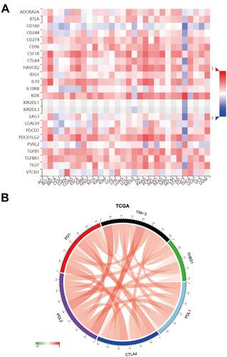 Figure 9 Correlation of THBS1 with immune checkpoint members. (A) THBS1 expression is correlated with immunoinhibitors in pan-cancer, red represents positive correlation, blue represents negative correlation, the deeper the color, the stronger the correlation. (B) THBS1 expression is correlated with immune checkpoint members in TCGA-STAD, red represents positive correlation, green represents negative correlation.