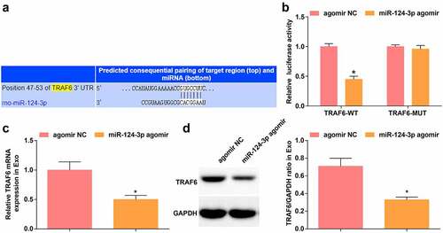 Figure 5. miR-124-3p targets TRAF6. A. Jefferson website predicted the binding site between TRAF6 and miR-124-3p; B. Dual luciferase reporter gene assay verified the targeting relationship between TRAF6 and miR-124-3p; C-D. RT-qPCR and Western blot analysis of TRAF6 expression in Exo; measurement data were expressed as mean ± standard deviation; * P < 0.05 vs. the agomir NC group.