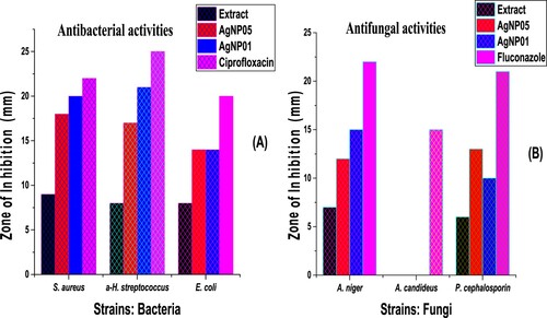 Figure 8. Antibacterial activities of D carota L. leaf extract (DCLE) and AgNPs (a), Antifungal activities of D carota L. leaf extract (DCLE) and AgNPs (b).