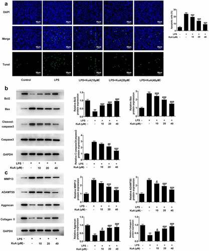 Figure 2. KuA attenuates LPS-induced apoptosis and ECM in NPCs.