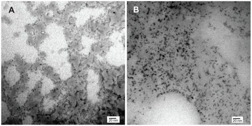 Figure 2 Transmission electron microscopy.Notes: (A) POSS-QDs; (B) MSA-QDs. The core sizes of CdTe in (A) and (B) are 3.3 nm. Both QDs (A and B) were well dispersed, although some darker areas in A may reflect free POSS. Scale bars represent 20 nm. Magnification × 300,000.Abbreviations: POSS-QDs, polyhedral oligomeric silsesquioxane quantum dots; MSA-QDs, mercaptosuccinic acid quantum dots; QDs, quantum dots; POSS, polyhedral oligomeric silsesquioxane.