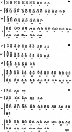 Figure 2 Karyotype of (A) H. aff. ancistroides; (B) H. commersonii; and (C) H. derbyi. Conventional Giemsa staining.