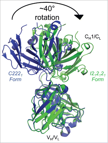 Figure 2. Flexibility between the variable and constant regions of the infliximab Fab domain. Fab structures determined in C2221 (blue) and I212121 (green) crystal forms, aligned by their variable regions, show a ∼40° relative rotation of their constant regions, indicating intramolecular flexibility within the Fab domain.