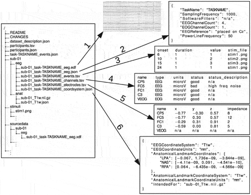 Figure 2. BIDS format structure with detail info inside (Pernet et al. Citation2019).