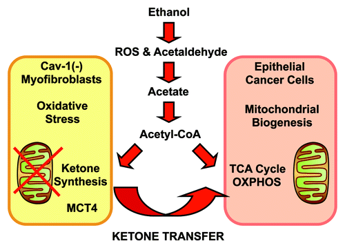 Figure 13. Alcohol consumption and two-compartment tumor metabolism. Ethanol is normally detoxified to acetyl-CoA, which functions as a mitochondrial fuel. However, the first metabolic intermediate is acetaldehyde, which is known to be a chemical carcinogen that results in DNA damage and increased ROS production. In fibroblasts, this initiates the onset of oxidative stress, driving a loss of Cav-1 (via autophagy) and promoting the myofibroblast phenotype [SMA(+)]. Ultimately, this leads to mitophagy and mitochondrial dysfunction in fibroblasts. In cells with dysfunctional mitochondria (fibroblasts), acetyl-CoA is converted to ketone bodies, which are then exported via MCT4 (monocarboxylate transporter 4). In contrast, in cells with functional mitochondrial (epithelial cancer cells), acetyl-CoA is burned in the TCA cycle via OXPHOS. Thus, fibroblasts convert ethanol to mitochondrial fuel (ethanol → acetyl-CoA → ketone bodies), which is exported to “feed” adjacent cancer cells. Then, cancer cells upregulate the necessary enzymes (ACAT/OXCT) to convert ketone bodies back into acetyl-CoA, fueling oxidative mitochondrial metabolism.