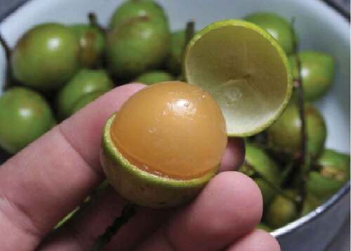 Figure 1. Melicoccus bijugatus (guinep) fruit.