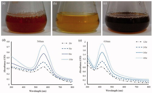 Figure 1. Reaction mixture after incubation period containing gold nanoparticles (a), control (b) and containing silver nanoparticles (c). UV–Vis spectra of the reaction mixture of gold nanoparticles (d), reaction mixture of silver nanoparticles (e).