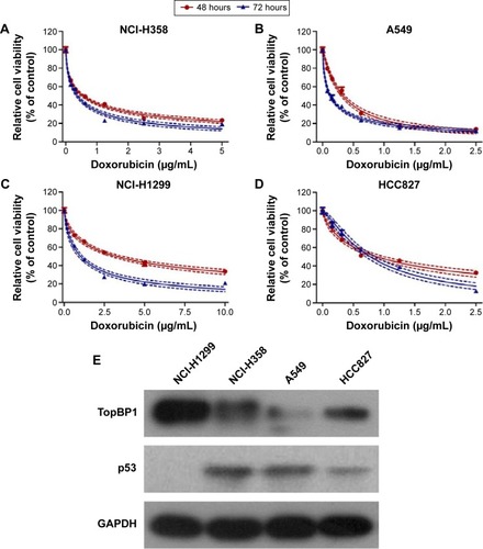 Figure 1 Different doxorubicin sensitivity and topoisomerase IIβ binding protein 1 (TopBP1) expression in lung cancer cells.