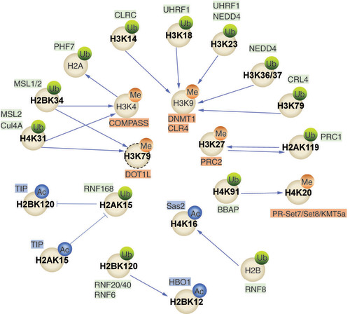 Figure 2. The crosstalk between RING finger protein-mediated histone ubiquitination and other histone post-translational modifications, such as histone methylation and histone acetylation. Different K sites of histones can be chemically modified by adding different small molecules. Ub and the corresponding RING finger proteins are shown in green, Me and the corresponding methyltransferases in orange, and Ac and the corresponding acetyltransferases in blue. Sharp arrows indicate facilitation; flat arrows indicate inhibition.Ac: Acetyl; K: Lysine; Me: Methyl; Ub: Ubiquitination.