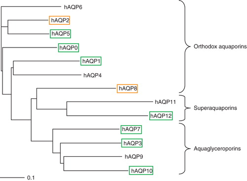 Figure 1. Phylogenetic tree of the 13 human aquaporins. Aquaporins giving a high protein yield are shown in black boxes, poor yield in grey boxes, and proteins with a yield below the detection limit in the quantitative production screen are shown without any boxes. This Figure is reproduced in colour in Molecular Membrane Biology online where high protein yield is shown in green boxes and poor yield in orange boxes, respectively.