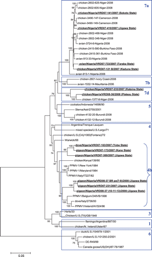 Figure 1.  Phylogenetic analysis of the complete F-gene coding sequence of Nigerian ND virus isolates. Bold underlined, characterized in the present study. Province of origin is indicated in brackets.