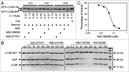 Figure 4. NSC185058 effectively inhibits ATG4B activity and LC3B lipidation. (A) Saos-2 (GFP-LC3B) cells were incubated under fed and starved conditions in the presence of 3-MA (10 mM), NSC185058 (100 μM), or NSC377071 (100 μM) for 2, 4, or 6 h. Nonlipidated (GFP-LC3B-I) and lipidated (GFP-LC3B-II) forms of GFP-LC3B were separated by SDS-PAGE and identified by western blotting using anti-GFP (Sigma) antibodies. The band density was quantified and the ratios calculated. (B) The cleavage of LC3B-GST by purified ATG4B was assayed as described in Materials and Methods. (C) The concentration-dependent effect of NSC185058 on ATG4B activity as shown in panel B was quantified. The densities of the LC3B-GST, GST and LC3B bands were measured. The fraction of (GST+LC3B)/(LC3B-GST+GST+LC3B) at each time point is calculated, which correlated with the fraction of products (Fp). Using Fp at time zero (Fp-0) as the baseline, the inhibition% at each time point is calculated as [1-(Fp-t/Fp-0)] × 100%.