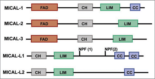 Figure 1 Domain Architecture of MICAL-family of proteins. FAD: Flavin-adenine dinucleotide binding domain, CH: Calponin Homology domain, LIM: LIM domain, NPF: Asn-Pro-Phe motif, CC: Coiled coil domain.