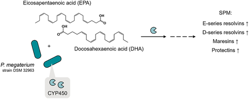 Figure 10. Priestia megaterium and omega-3 fatty acid synbiotic combination.