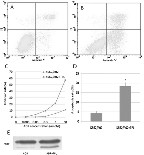 Figure 2.  Reversal of adriamycin resistance in vitro by TPL. K562/A02 cells were incubated with 3 μg/ml of adriamycin in the presence of TPL or absence of TPL for 24 h. The rate of apoptosis was measured using flow cytometry. The cells inhibition rate was measured by MTT. A: apoptosis in K562/A02 cells; B: apoptosis in K562/A02 cells treated with TPL; C: inhibition rate; D: apoptosis rate; E: the cleavage of PARP.