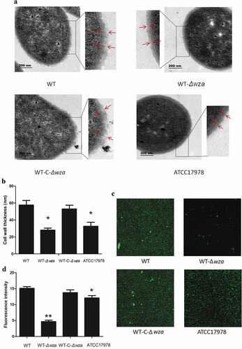 Figure 3. Bacterial morphology and biofilm formation