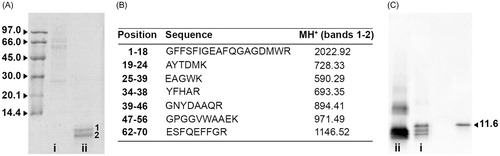 Figure 3. Characterization of AA mouse livers homogenates. (A) Total 2 µg of homogenates from AA-mL (lane i) and AA-mLdec (lane ii) were separated in SDS 15% PAGE under reducing conditions. Apparent molecular weights for the marker are given in kDa. 1 and 2 indicate bands subjected to mass mapping analysis. (B) Tryptic peptides obtained by digestion of SDS-PAGE bands were analyzed by MALDI-MS. MH+ monoisotopic values (Da) are reported for each peptide. (C) Western blot analysis of AA-mL (i) and AA-mLdec (ii) and standard serum mouse SAA1 (11.6 kDa) from the same strain of double transgenic mice [Citation12] as AA-mL and AA-mLdec.