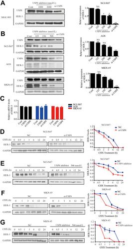 Figure 3 Down-regulation of USP8 promotes the degradation of HER-3. (A) Different concentrations of USP8 inhibitor in MGC-803 and si-USP8 cells were used as the control group. (B) Different concentrations of USP8 inhibitor and si-USP8 in NCI-N87, MKN-45 and AGS cells. (C) mRNA level of HER-3 in NCI-N87, AGS and MKN-45 cell lines with USP8 inhibitor and si-USP8 treatment. Expression of HER-3 in NCI-N87 cells with the treatment of USP8 inhibitor (D) and si-USP8 (E) and cycloheximide (CHX, 20 μg/mL) in combination or alone. Expression of HER-3 in MKN-45 cells with the treatment of USP8 inhibitor (F) and si-USP8 (G) and CHX (20 μg/mL) in combination or alone. *P<0.05, **P<0.01.