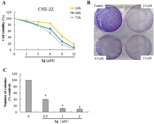 Figure 1. Inhibitory effect of 1g on cell viability in CNE-2Z cells. (a) Cytotoxic activity of 1g was measured using MTT assay. (b) Effects of 1g on the ability of cells to form colonies in CNE-2Z cells using colony-formation assay. (c) Quantification of the colony-formation assay. *P < 0.05 compared with the control.