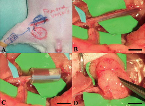 Figure 1. Surgical procedures of the in vivo bioreactor animal model. (A) Design of recipient site and pedicle groin flap. (B) The femoral artery and vein were exposed and other small branches were ligated. (C) A silicon tube contained cell-construct was wrapped around the pedicle. (D) The flap was sutured to the abdominal muscle to minimize chamber movement. Scale bars = 5 mm.