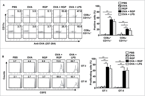 Figure 3. RGP-enhanced OVA presentation in DCs and OVA-specific T cell proliferation. C57BL/6 mice were injected i.v. with PBS, 2.5 mg/kg OVA, 50 mg/kg RGP, and the combination of RGP and OVA. The combination of LPS and OVA also injected to mice as a positive control. (A) The surface presentation of OVA Ag on the spleen CD8α+ and CD8α− DCs was measured by anti-OVA (257–264) antibodies 24 h after RGP treatment (left panel). Mean positive cells of OVA peptide on the surface of the spleen CD8α+ and CD8α− DCs are shown (right panel). (B) The proliferation of adaptive transferred CSFE-labeled OT-I and OT-II cells in the CD45.1 congenic mice was analyzed with flow cytometry (left panel). Mean proliferating cells in OT-I and OT-II are shown (right panel). All data are representative of the average of analyses of six independent samples (three mice per experiment, total two independent experiments). *p < 0.05, **p < 0.01.