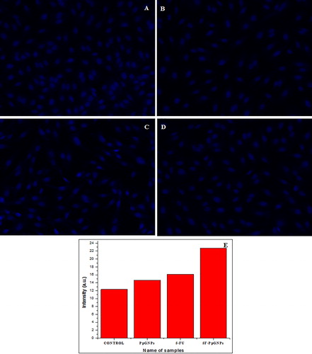 Figure 8. Images showing DAPI staining under phase contrast microscope after 48 h of treatment on A549 cells at 20× magnification. (A) Control of DAPI, (B) PpGNPs treated cells, (C) 5F-PpGNPs treated cells, (D) 5-FU treated cells. (E) Graph showing change in intensity of DAPI stained control, PpGNPs, 5-FU and 5FPpGNPs treated cells.