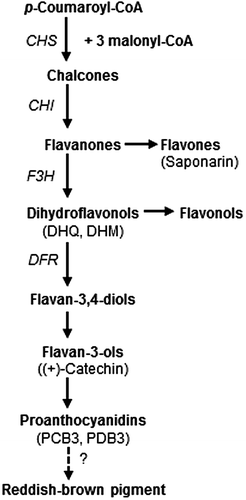 Fig. 1. Depiction of the flavonoid biosynthesis pathway modified from previous reports.Citation15,24) The scheme is simplified to show the steps leading to proanthocyanidins, flavones, and flavonols. CHS, CHI, F3H, and DFR are chalcone synthase, chalcone isomelase, flavanone 3-hydroxylase, and dihydroflavonol reductase, respectively. Compounds quantified in this study are described in parentheses below the corresponding category name.