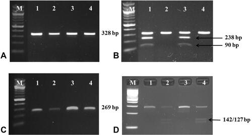 Figure 2 Gel electrophoresis of 328-bp PCR products of ITPA:c.94C>A variant (A) before and (B) after NspI restriction enzyme digestion and 269-bp PCR products of NUDT15:c.415C>T variant (C) before and (D) after TaaI restriction enzyme digestion, respectively (lane 1–4, M-100 bp marker). The 328-bp PCR products of ITPA:c.94C>A variant were digested by NspI and yielded 238-bp and 90-bp fragments as shown in lane 1 and 3; (B) suggesting the heterozygous for ITPA:c.94C>A variant. The 269 bp-PCR products of NUDT15:c.415C>T variant were digested by TaaI and yielded 142-bp and 127-bp fragments as shown in lane 2 and 4; (D) indicating the heterozygous for NUDT15:c.415C>T variant.